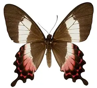 Fotografia dorsal da fêmea de P. ascanius; cortesia Smithsonian Institution.