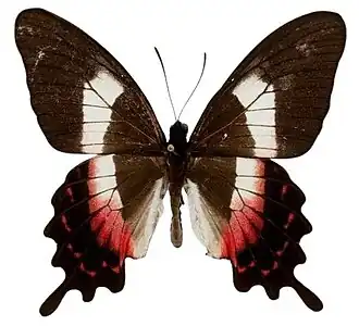 Fotografia dorsal do macho de P. ascanius; cortesia Smithsonian Institution.