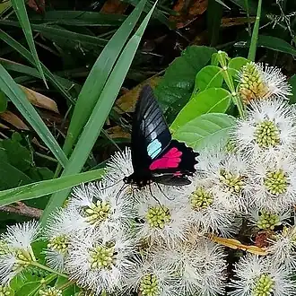 Fotografia do macho de P. neophilus, subespécie anaximenes, em voo, buscando o néctar das flores, na Bolívia.