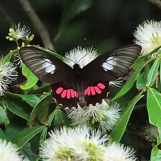 Fotografia da fêmea de P. neophilus, subespécie anaximenes, em voo, buscando o néctar das flores, na Bolívia.