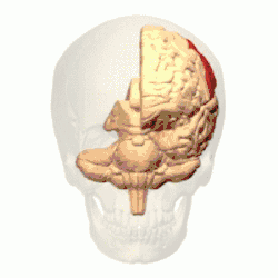Animação 3D rotativa do lobo parietal no crânio humano.