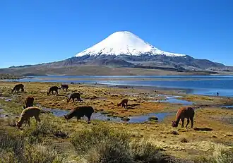 Ao fundo, uma grande montanha cônica com pico nevado domina a paisagem. A frente lhamas pastam na puna às margens de um lago.
