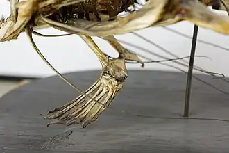 Barbatana pélvica - UPMC