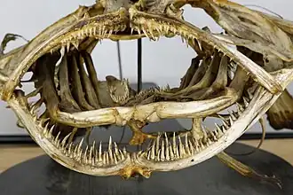 Dupla linha de dentes - UPMC