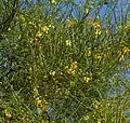 Planta de Parkinsonia aculeata