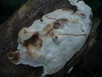 Sarcoporia polyspora