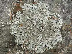 Parmelioide (Parmelia saxatilis&nbsp;[en])