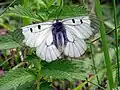 Parnassius mnemosyne tribo Parnassiini.