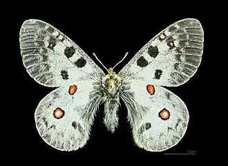 Parnassius phoebus
