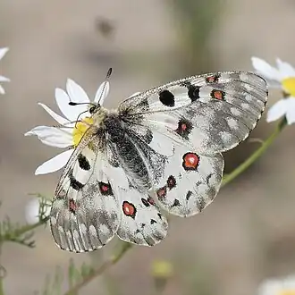 Na Cordilheira das Cascatas, Colúmbia Britânica