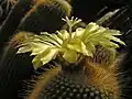 Parodia leninghausii HBG 53682