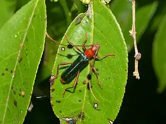 Fotografia do besouro-viola P. barbicornis em Rio Grande, Rio Grande do Sul, Brasil.