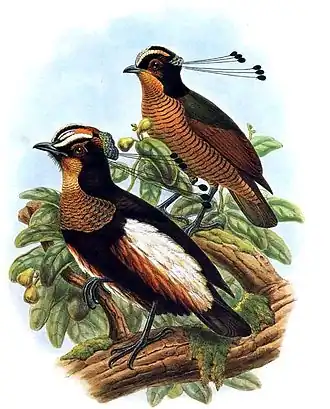 Exemplares macho (esquerda) e fêmea (direita)