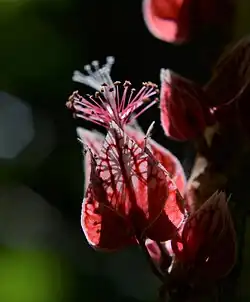 This isn't just a photo of a beautiful red flower. It was the subject of my master's thesis, revealing one of the most wonderful stories involving a Brazilian flower in the history of botany. Here we have the first high-quality photo of one of the world's most famous flowers, one that carries with it great historical and cultural significance. It reveals a rarity, never before seen. The species was discovered by Prince Maximilian of Weid-Neuweid on his 1815-1817 Journey to Brazil, and cultivated in Bonn, Germany, by the philosopher and botanist Christian Gottfried Daniel Nees von Esenbeck. He named it Goethea cauliflora (Nees) in 1821 as a living tribute to the great poet, author, and statesman, Johann Wolfgang von Goethe. The tribute was a return by naturalists to Goethe's interest in Brazil. Over time, the original Goethea (Goethea cauliflora) disappeared, giving way to a cultivated version, renamed Goethea strictiflora (Hook), which survives to this day in botanical gardens around the world. In Germany, it is a living monument in the city of Weimar, where Goethe reigned. Throughout the world, from the United States to China, it is a special attraction. But while the cultivated version became a celebrity in botanical gardens, the original wild species was forgotten and remained missing (unknown) for over a century until it was rediscovered by botanists at the New York Botanical Garden in Ilhéus in 1994. In 1999, the species of this rare genus were relocated to the genus Pavonia. But the original species (Pavonia cauliflora), unlike the cultivated species (Pavonia strictiflora) has become threatened, anonymous and on the verge of extinction in nature, surviving in a last space in a forest park in the city of Ilhéus. This image carries the powerful revelation of one of the first flowers cultivated in Europe as an ornamental, whose name straddles science and culture as a symbol and ecological and cultural monument. Therefore, this photograph is a revelation and recognition of an extremely rare species, which aims to restore its value to Brazil and the world as a natural and cultural monument, representing above all a great call for its recognition and preservation in nature. By searching for its name, we will find hundreds of photos of the cultivated species Goethea strictiflora (P. strictiflora), often mistakenly called Goethea cauliflora (P. cauliflora), although it is in fact the original species. (Source: Master's Dissertation by this author. "Goethea: The Missing Environmental Link," IPÊ-ESCAS, SP, 2015.)