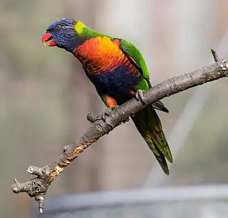 Um periquito-arco-íris (Trichoglossus haematodus).