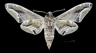 Parum colligata ♂ △