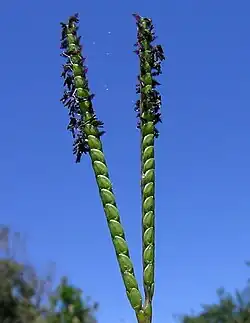 Flor grama paspalum notalum.