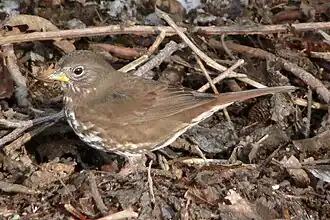 Passerella iliaca unalaschcensis no estado de Washington