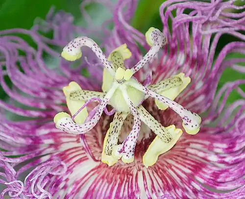 Sugere-se que os pontos alongados nos órgãos reprodutivos de Passiflora incarnata e espécies relacionadas sejam formas de mimetizar formigas para deter herbívoros.[13]