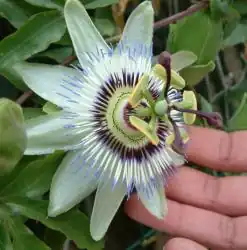 Passiflora cerulea