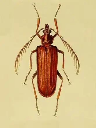 Pathocerus wagneri