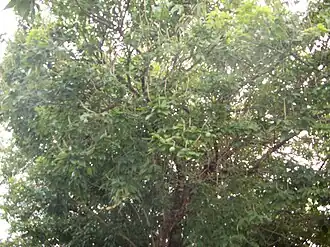 Exemplo de Crateva tapia