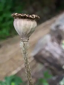 Fruto de uma papoila com deiscência poricida (as sementes são libetadas por poros localizados imediatamente abaixo da coroa).