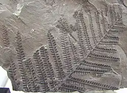 Pecopteris arborescens, uma samambaia