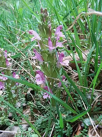 Pedicularis silvatica