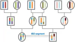 The origin of IBD segments is depicted via a pedigree.
