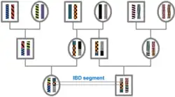The origin of IBD segments is depicted via a pedigree.
