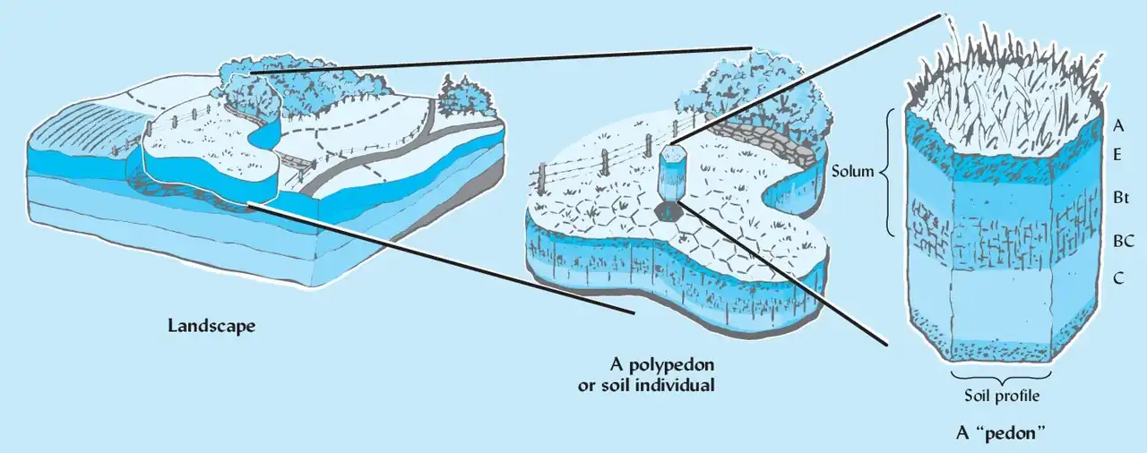 Pedon (Semantic Schoolar, 2020)