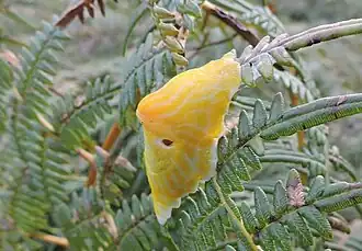 Peltella iheringi; fotografia tirada na encosta da Serra do Mar, entre o Rio de Janeiro e São Paulo; sobre Pteridophyta. Aqui é bem visível o seu pneumóstoma em contato com a atmosfera.