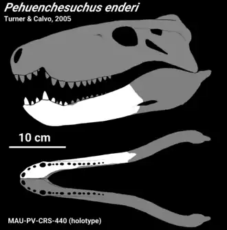 Diagrama do crânio de Pehuenchesuchus (ossos conhecidos em branco)