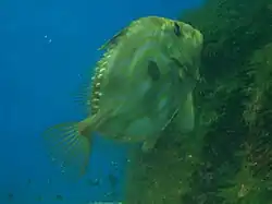 Peixe-galo no Aquarium Finisterrae da A Coruña.