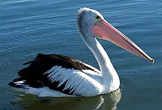 Australian pelican
