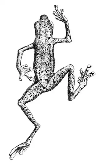 Pelophryne guentheri