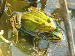 Rãs em acasalamento (Pelophylax lessonae)