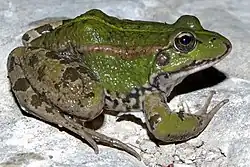 Pelophylax perezi (antes Rana perezi)