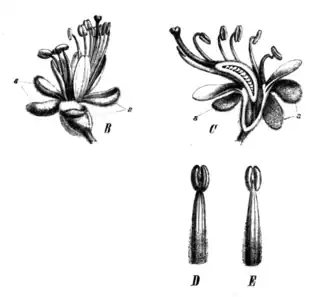 Ilustração de Peltogyne paniculata.