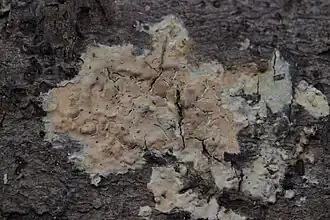 Peniophora incarnata&nbsp;[en]