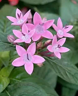 Pentas lanceolata