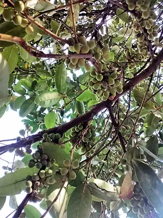 Pera glabrata do Bolsão de estacionamento da BCCL - unicamp, Campinas (SP) - BR.