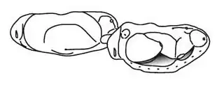 P4 e P5 de Peramus tenuirostris