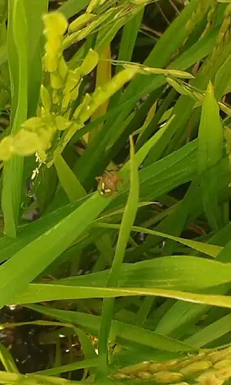 Percevejo fitófago sobre planta