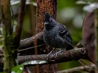 Percnostola rufifrons