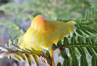 P. iheringi;[1] fotografia tirada na encosta da Serra do Mar, entre o Rio de Janeiro e São Paulo (2018); sobre Pteridophyta.