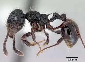 Perissomyrmex snyderi