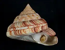 Exemplar de Perotrochus atlanticus, onde são visíveis a cicatriz de crescimento, selenizona, de sua fenda lateral, em voltas anteriores, e seu opérculo.