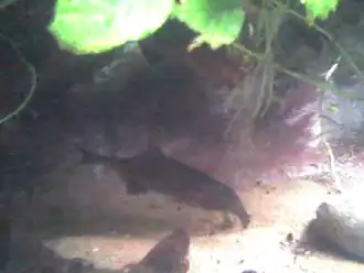 Gnathonemus tamandua